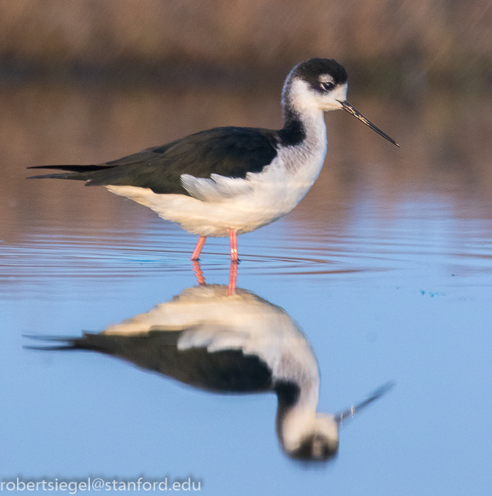 baylands